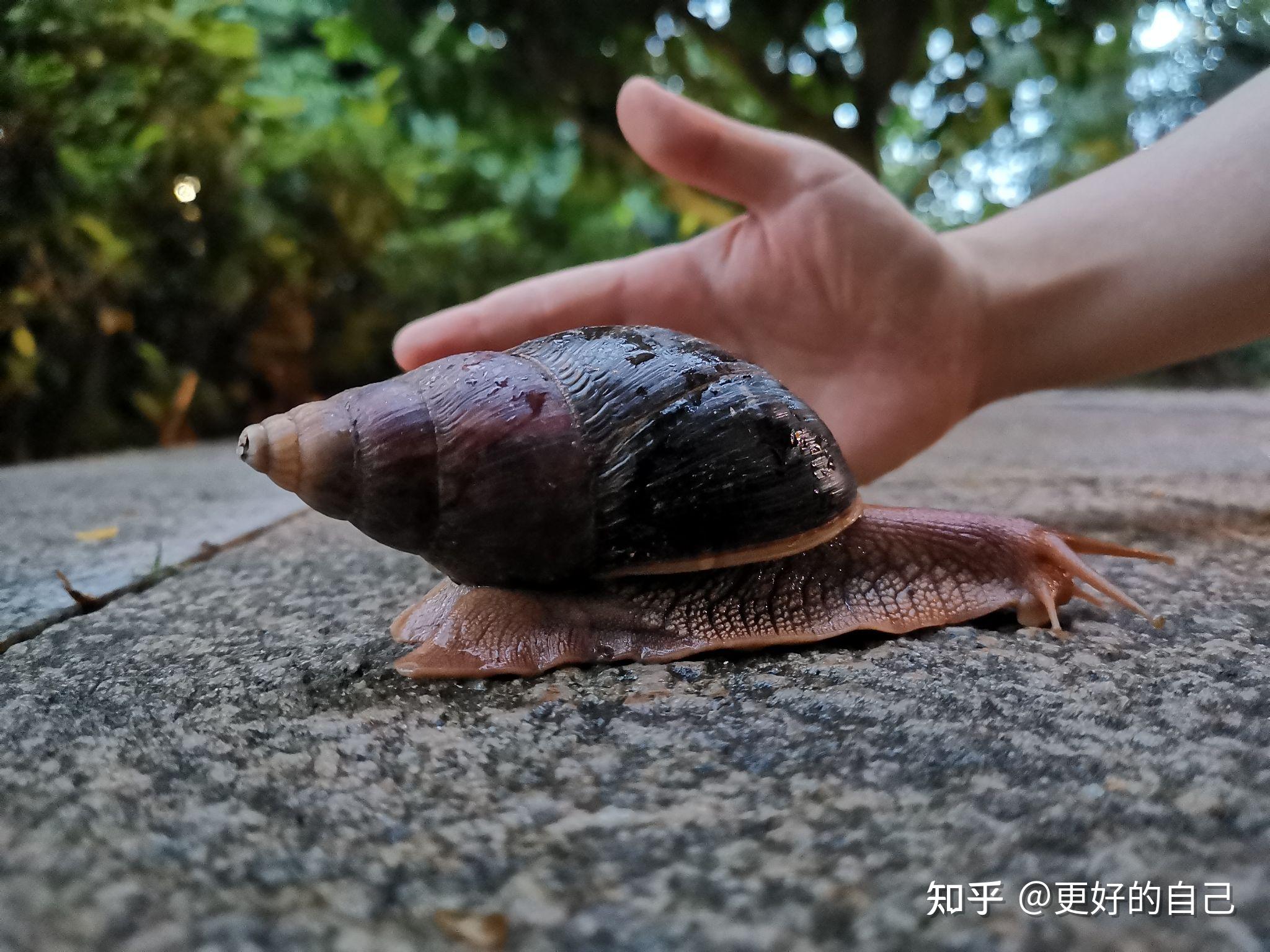 雨后出现的大蜗牛千万别碰,它携带很多寄生虫和病原菌,究竟有多危险?