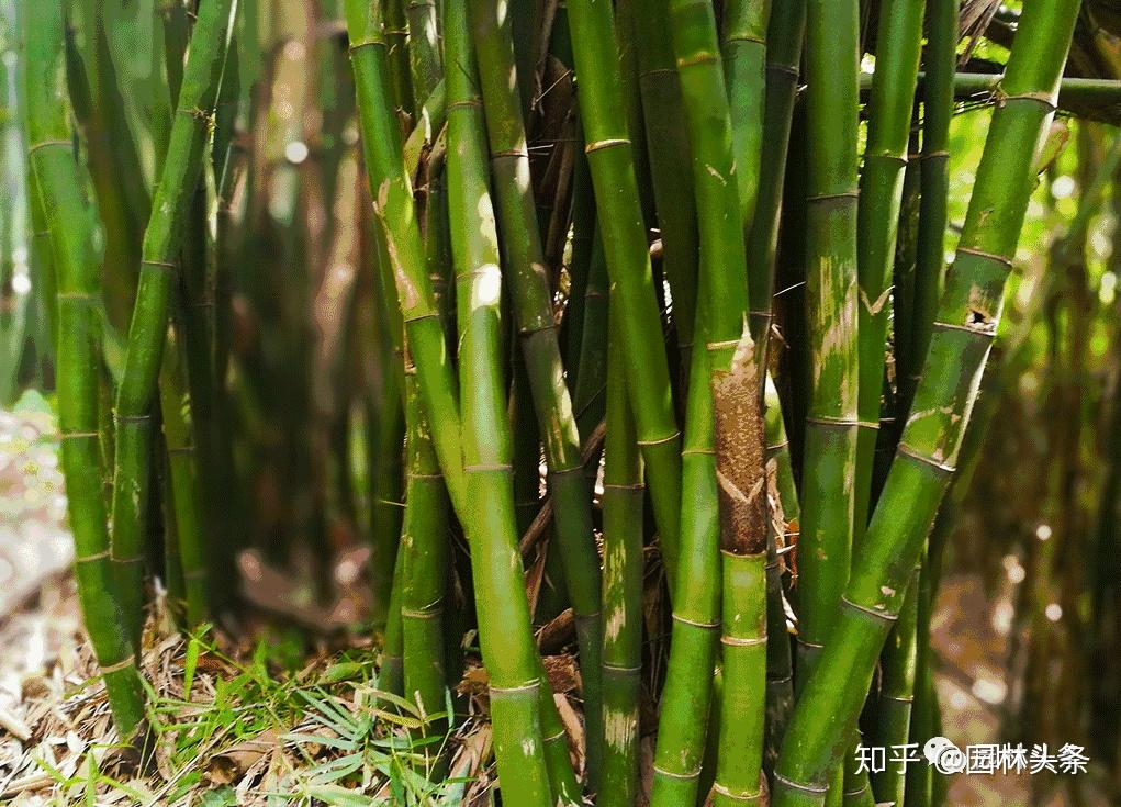 竹子是“草”不是树,带你认识26种竹子! - 知乎