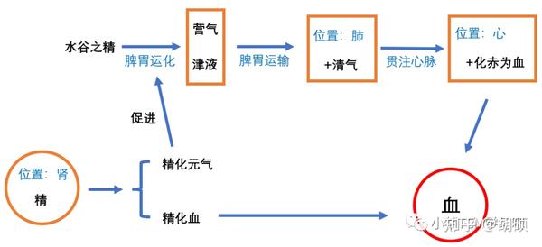 血的生成与运行 - 知乎