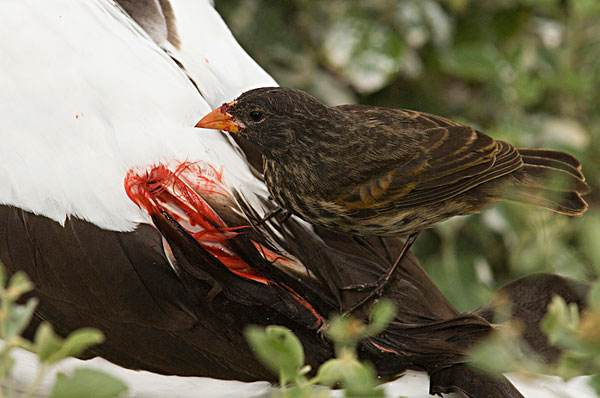 见过吸血的鸟吗它们会吸鸟血甚至鱼血人血不好吃啦