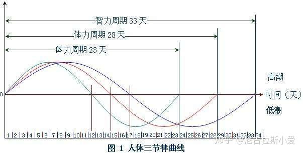 人体生物节律表图片