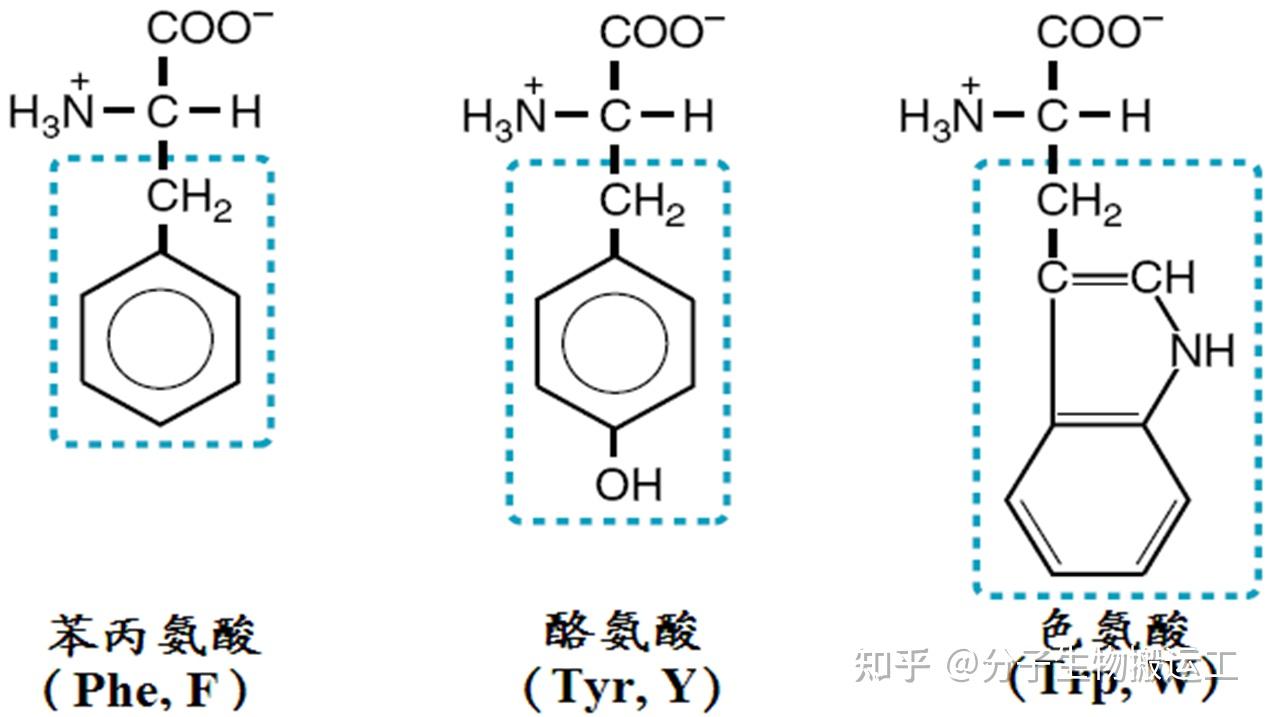 手性氨基酸图片