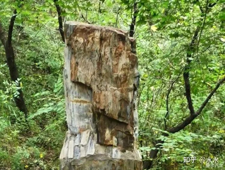 看“中国美丽化石”——走进延庆硅化木国家地质公园 - 知乎