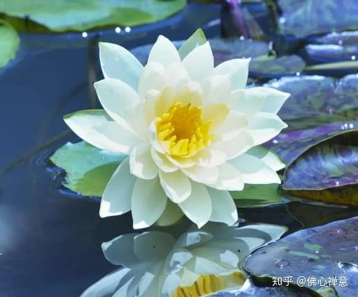 佛系人生感悟经典句子 v2-41b45503068b64da0fdff74f3dcc26ed_r.jpg