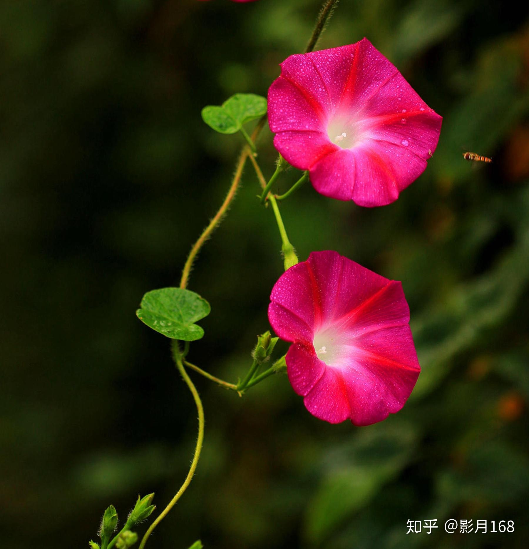 这一种植物的花酷似喇叭状,因此有些地方叫它做喇叭花