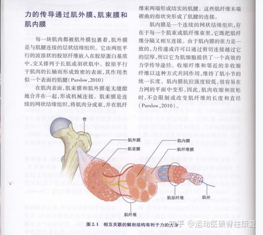 这种力量不仅来自肌肉,还来自于肌肉周围的筋膜,如肌内膜肌束膜肌外模