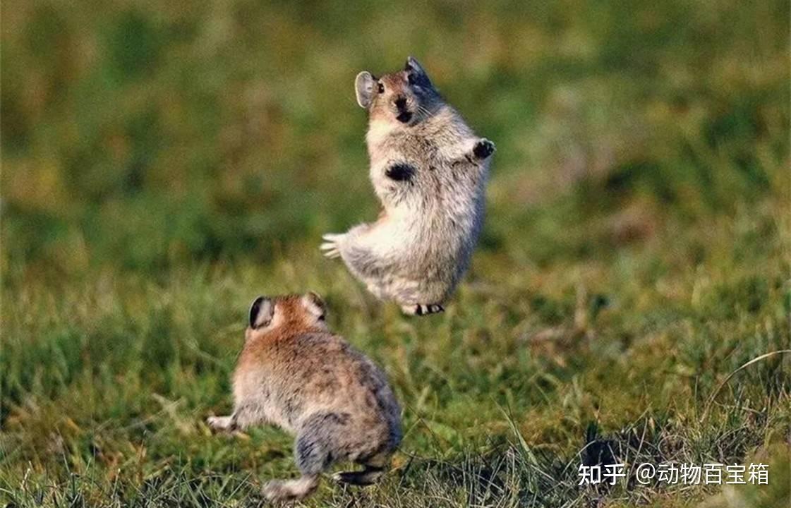 在我国泛滥成灾的高原鼠兔,数量已高达12亿只,为何却说是好事? - 知乎