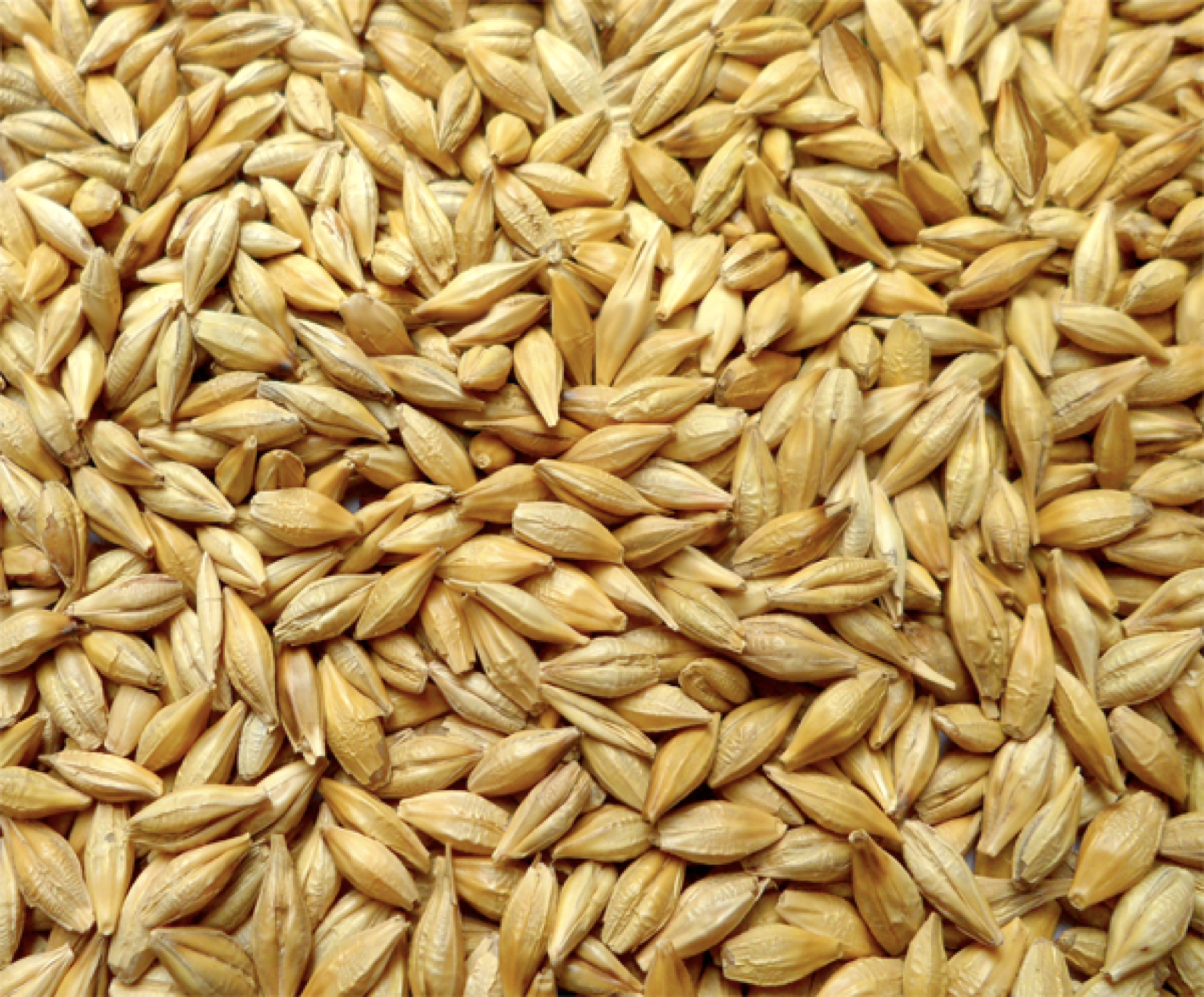 现货供应带壳大麦 酿酒大麦农作谷物五谷杂粮现货大麦袋装25kg-阿里巴巴