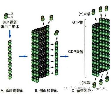细胞生物学考研 思维导图带背之 细胞骨架——微管、中间丝 - 知乎