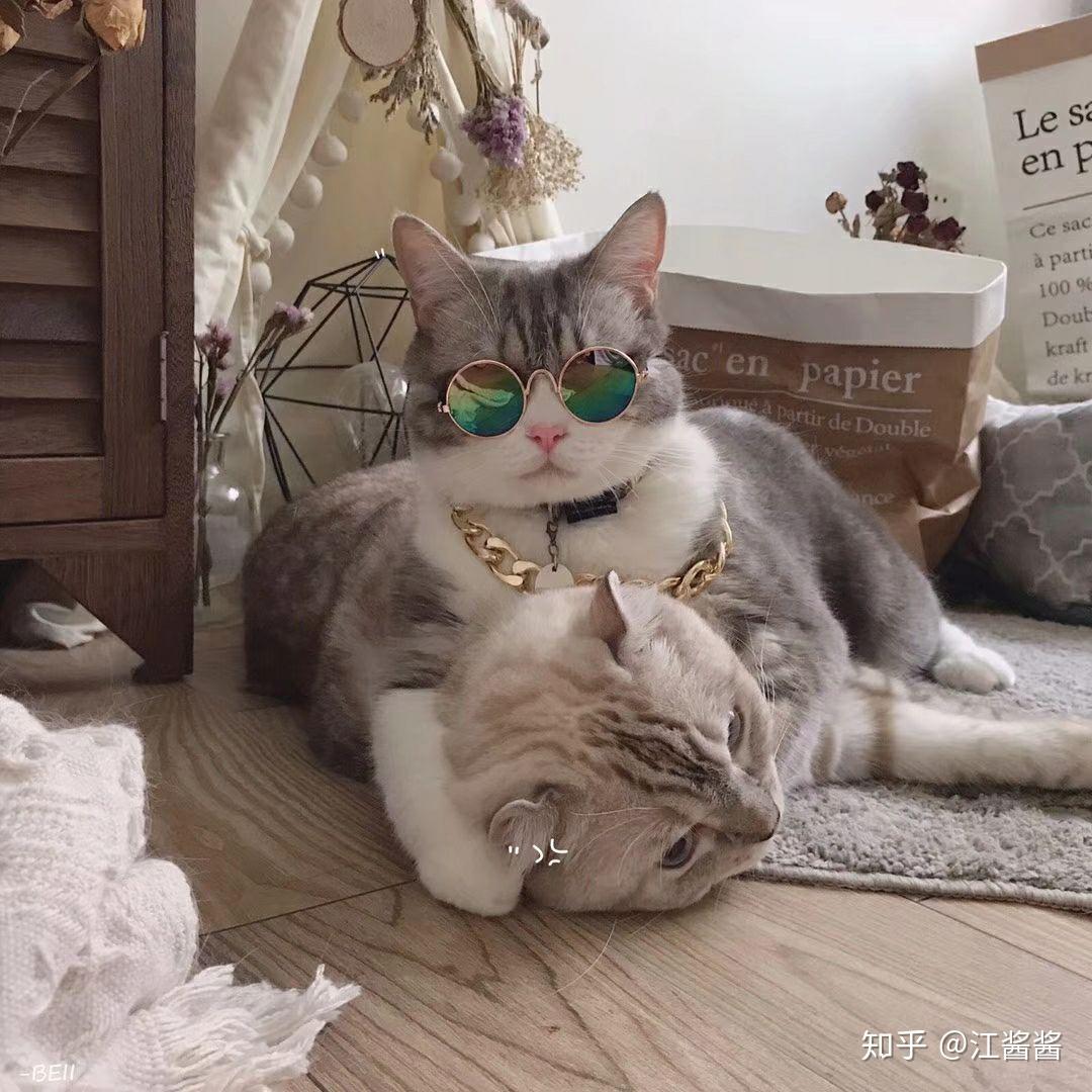 求带眼镜的猫咪头像?像这张图一样?