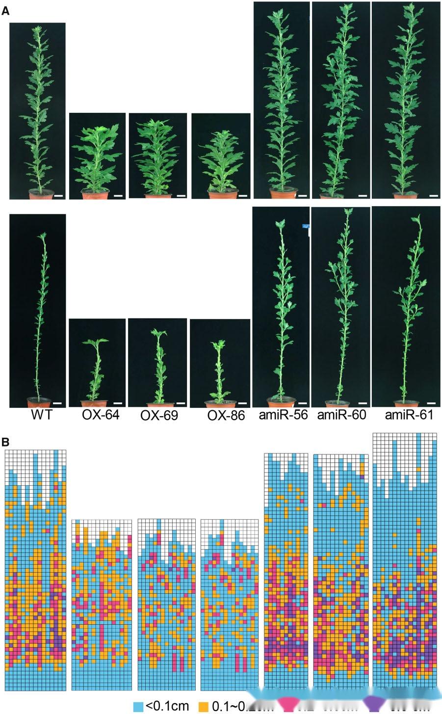  plant physiol cmdrp 