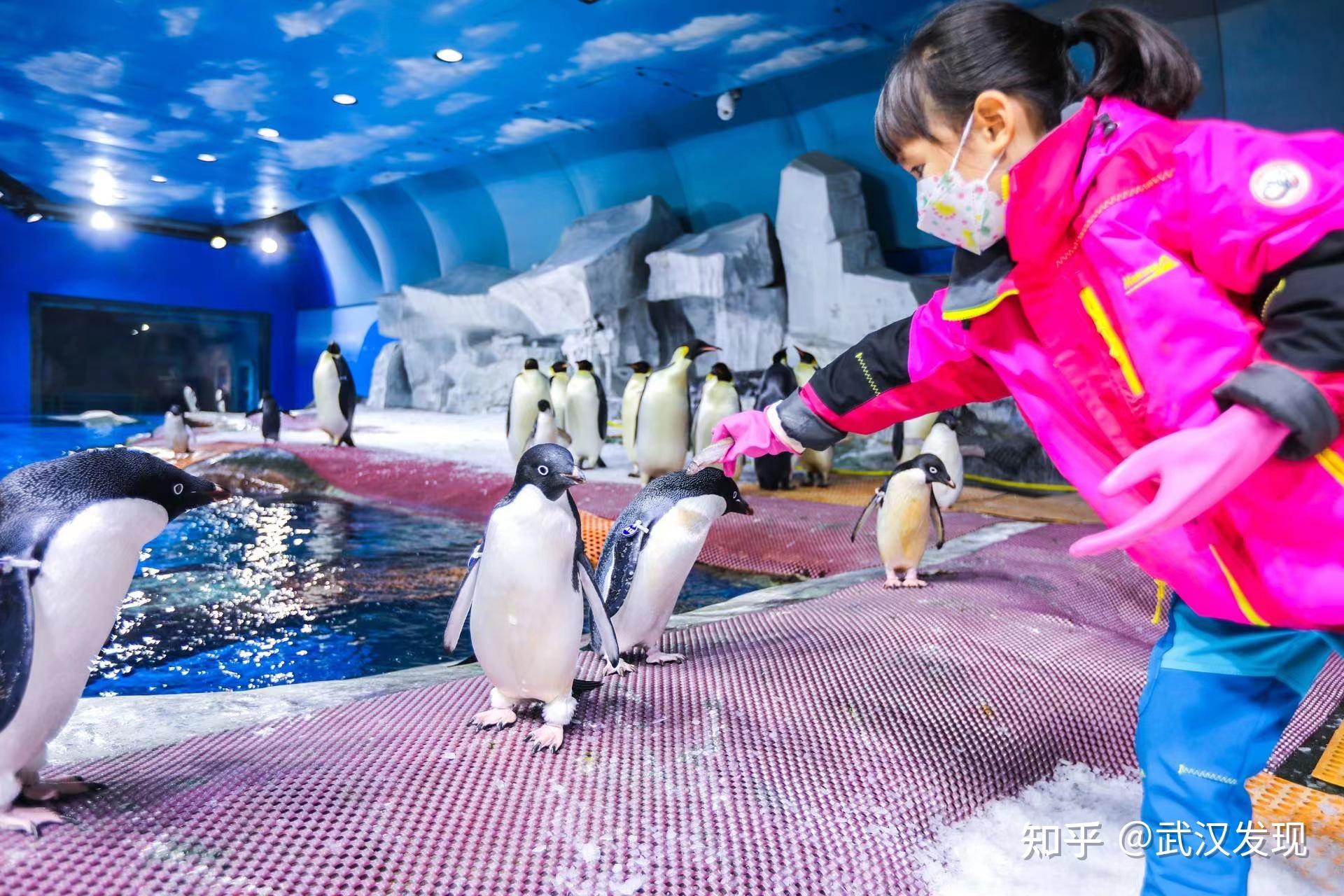 打造江城企鵝冰雪王國來武漢海昌極地海洋公園加量不加價