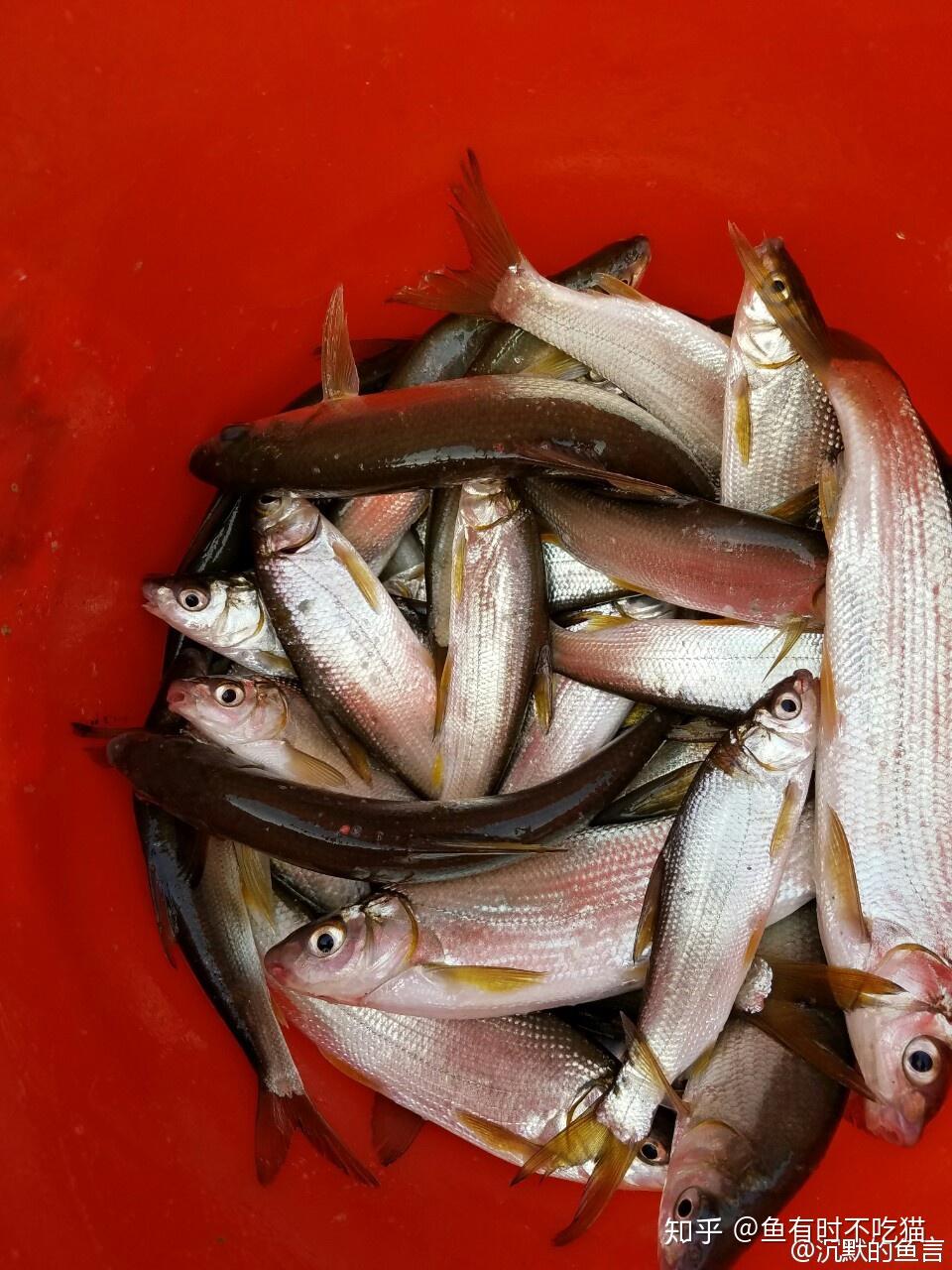 中国原生鱼北京鱼类图鉴