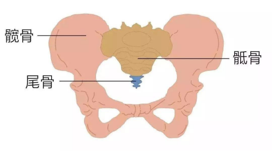 骨盆胎儿娩出必经之路