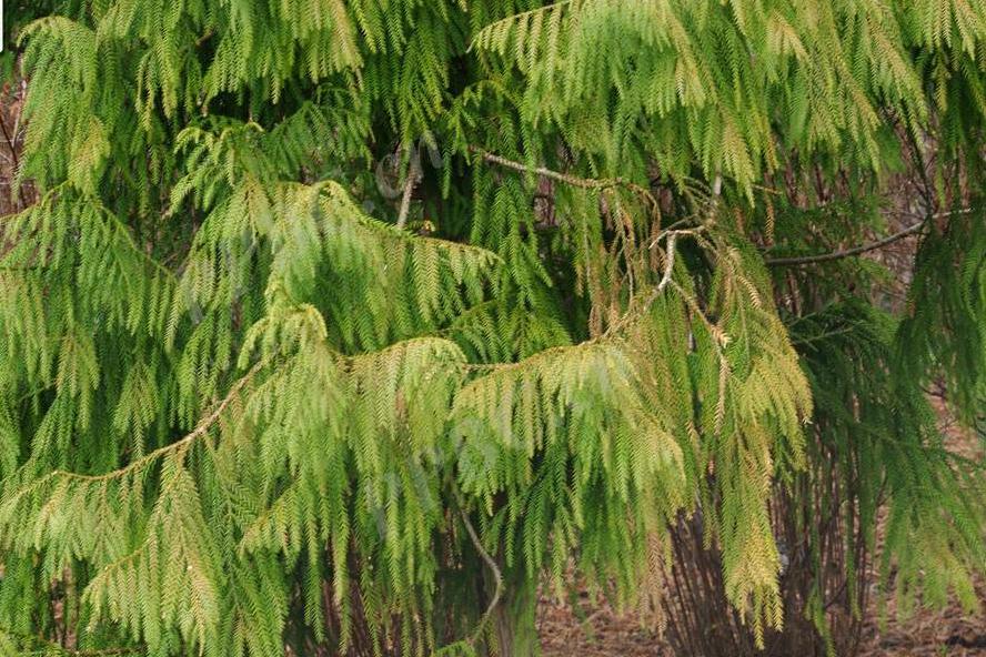 材用价值高的易危植物台湾杉