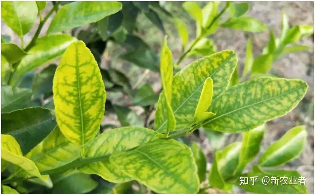 柑橘缺铁缺锰缺锌如何补救