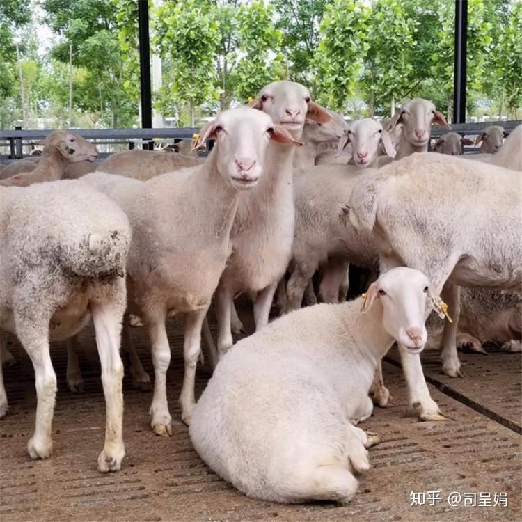 内蒙古纯种湖羊种羊价格多少钱一只批发湖羊哪家养殖场好? - 知乎