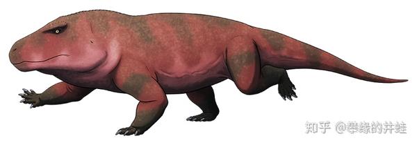 这样的体态显然不够灵活,但是它们的猎物:二齿兽类也是一样的迟缓笨拙