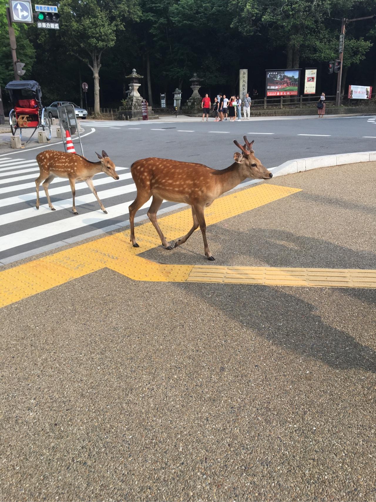 夏季旅游去日本,韩国还是泰国?