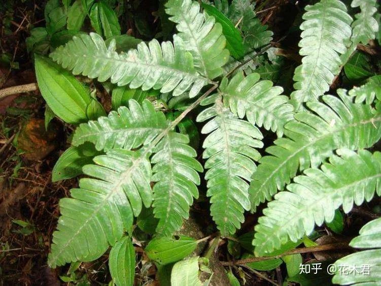 蕨类植物|凤尾蕨的鉴赏与栽培养护 - 知乎