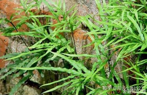 凤尾草的功效与作用 - 知乎