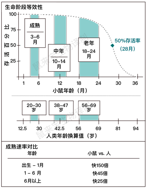 老龄鼠(老年鼠)与老化研究 - 知乎