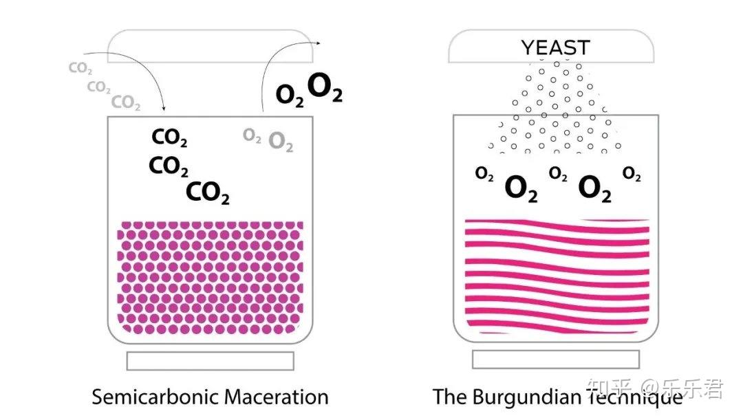 酿造博若莱新酒主要采用的是二氧化碳浸渍法,二氧化碳浸渍法(carbonic