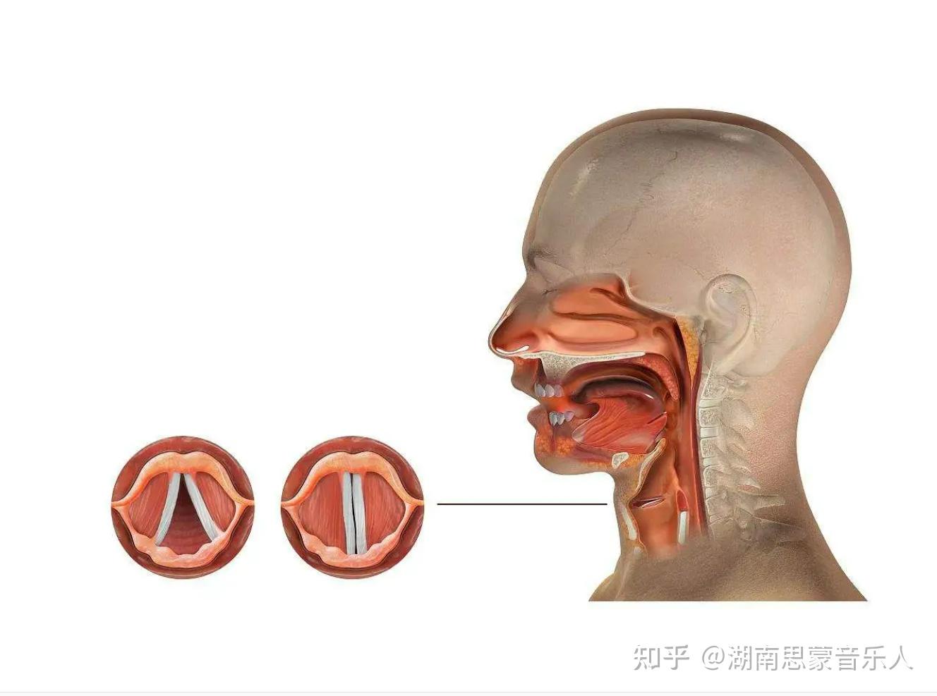 学好唱歌第二弹:声带闭合及闭合常见问题的分析 - 知乎