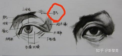 眉弓部,位于额部下方,是额结节与眶上缘平行的弓形隆起,也是额部与