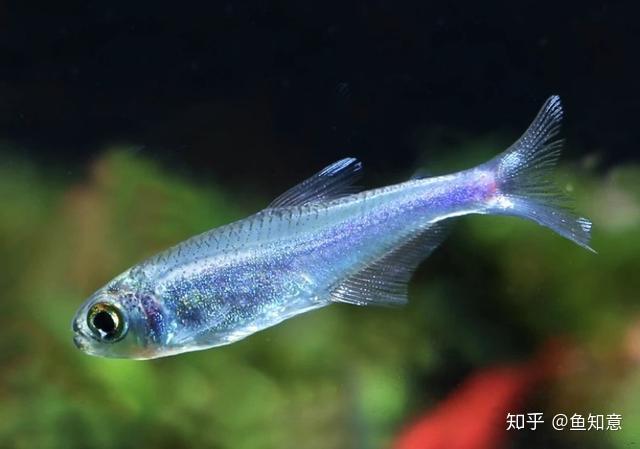 小型观赏鱼蓝灯鱼