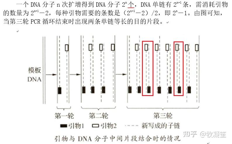 PCR引物专题——高中生物 - 知乎