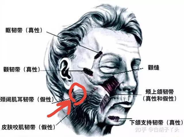 颈阔肌耳韧带图片