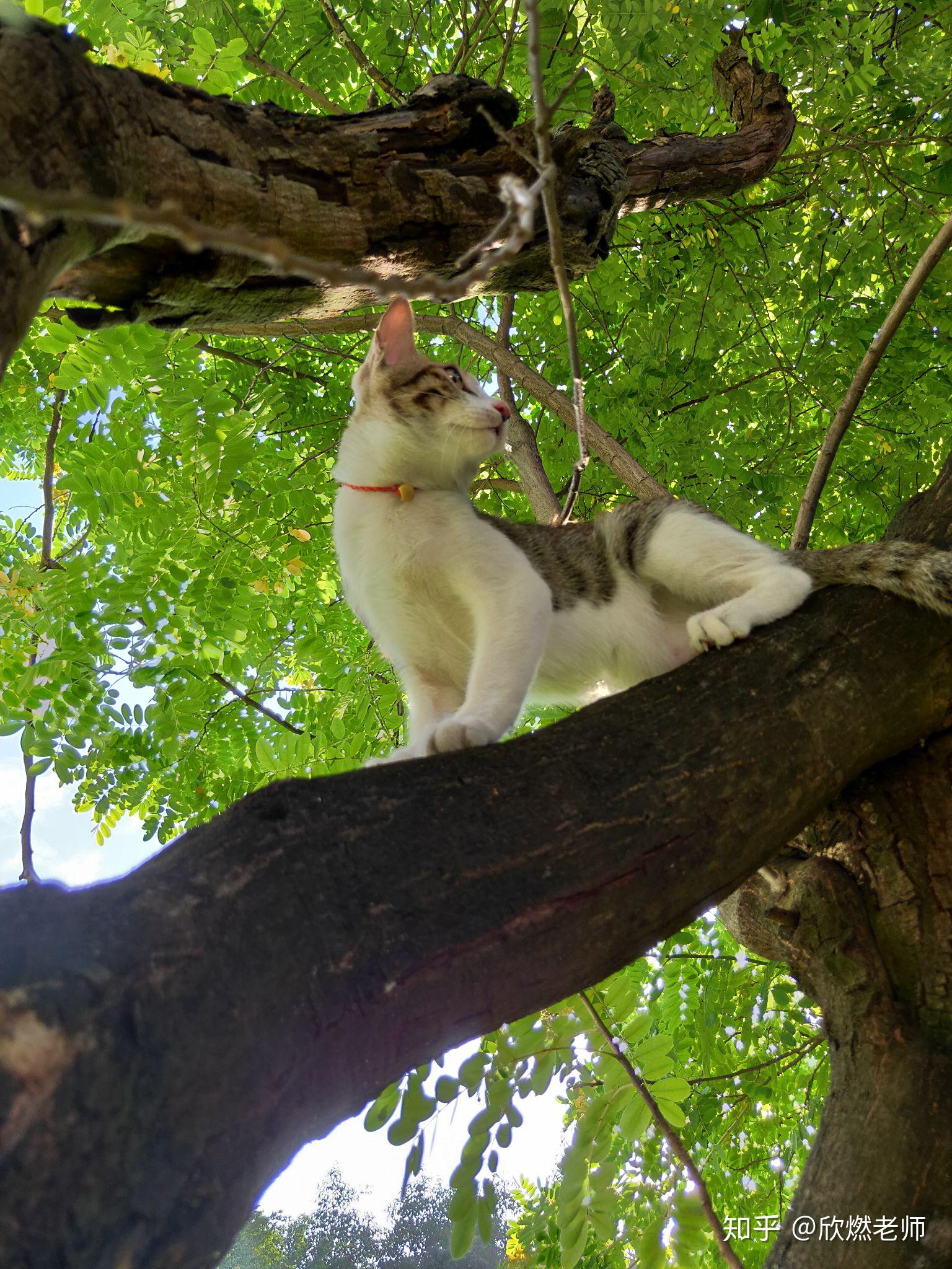 能力可以让人得自由—从猫咪爬树谈才能教育