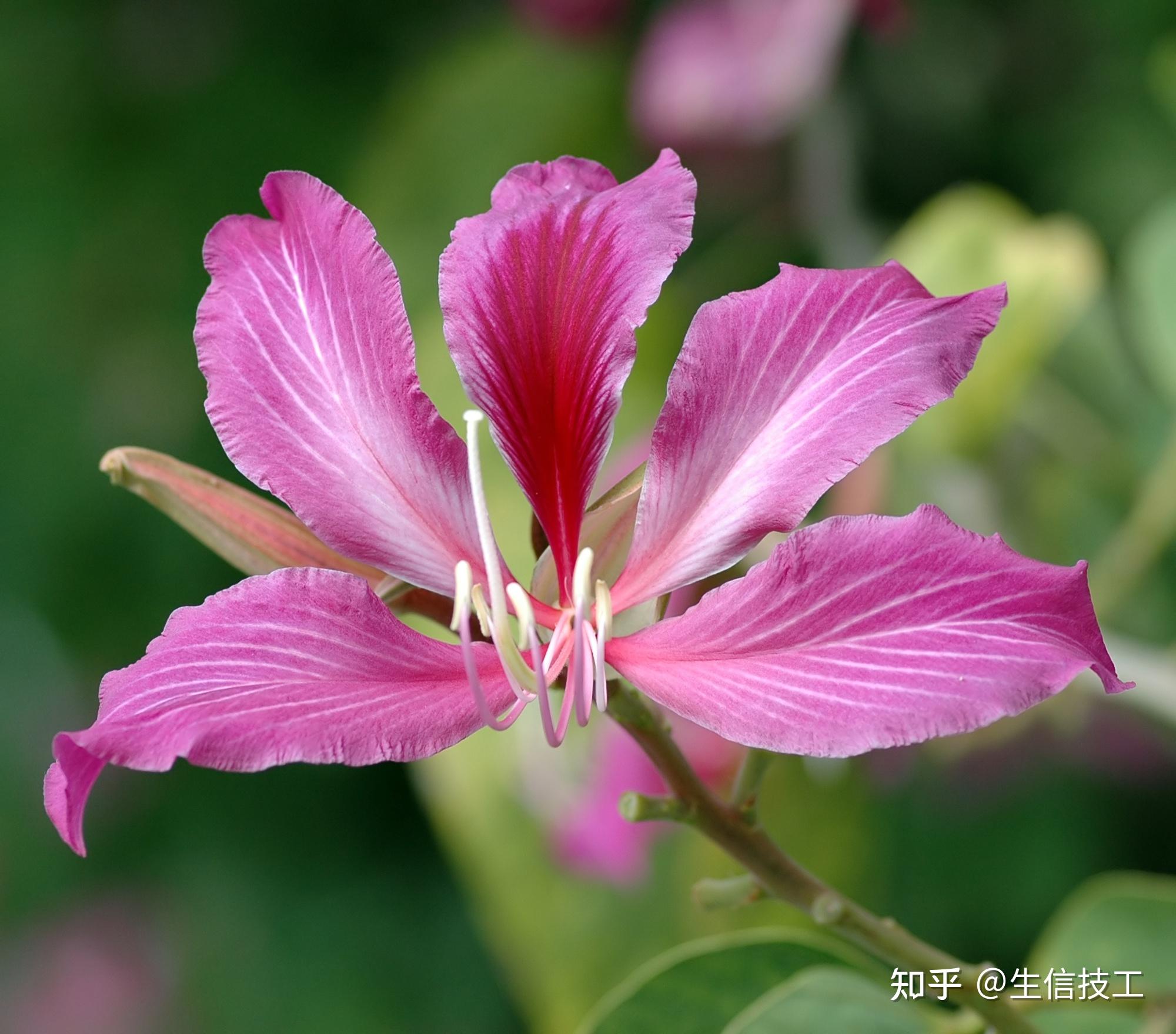 香港市花(香港市花紫荆花图片)