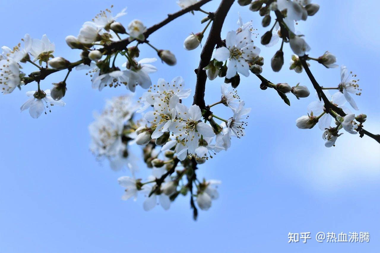 兰州的特产：冬果梨！！ - 知乎