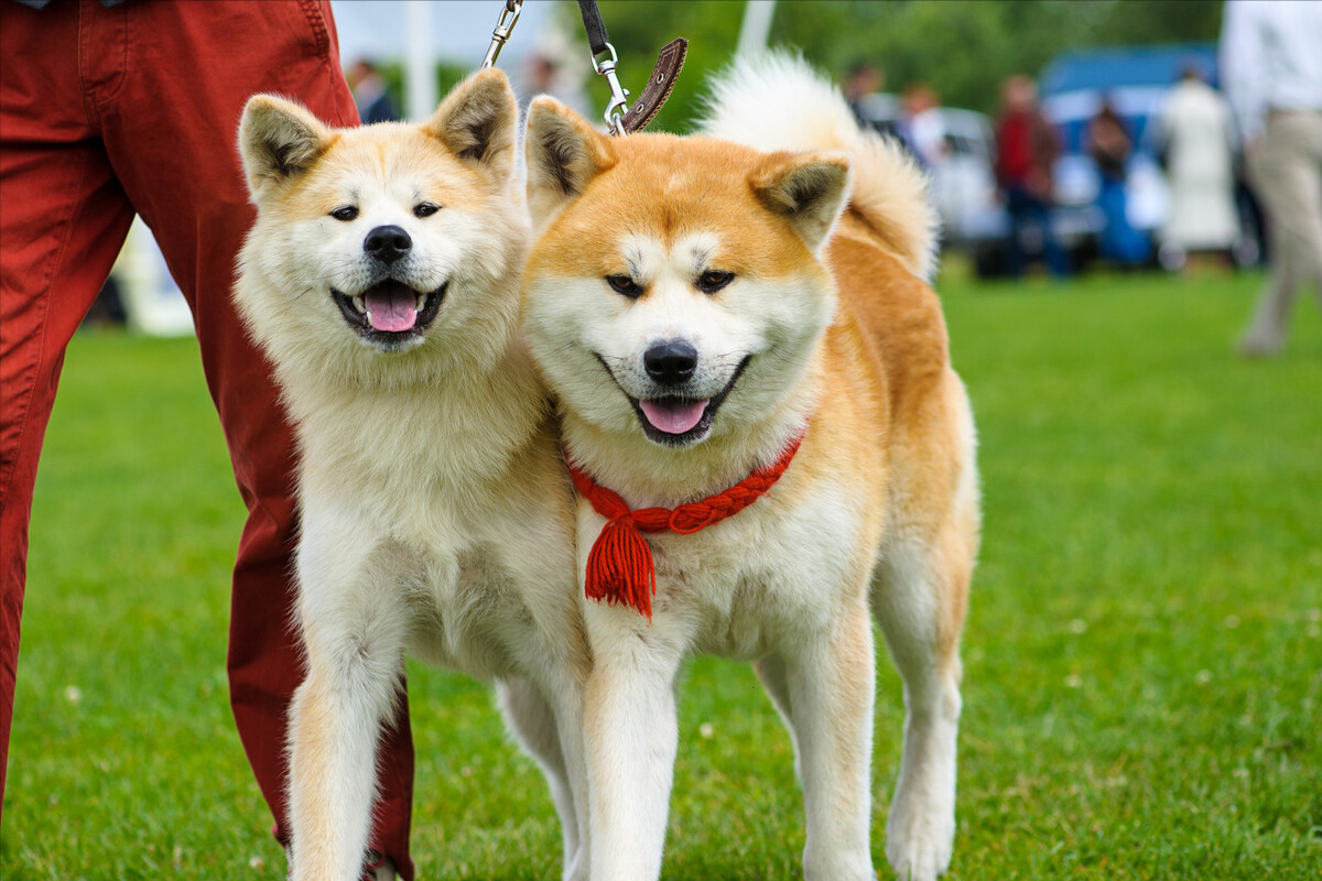 犬的优缺点及性格介绍)秋田犬的缺点最接受不来的是什么 - 巴巴创业