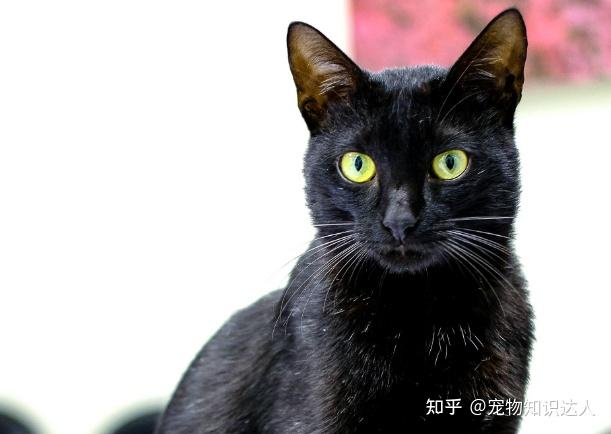 今生，一定要养一只中国玄猫，好处多！ - 知乎