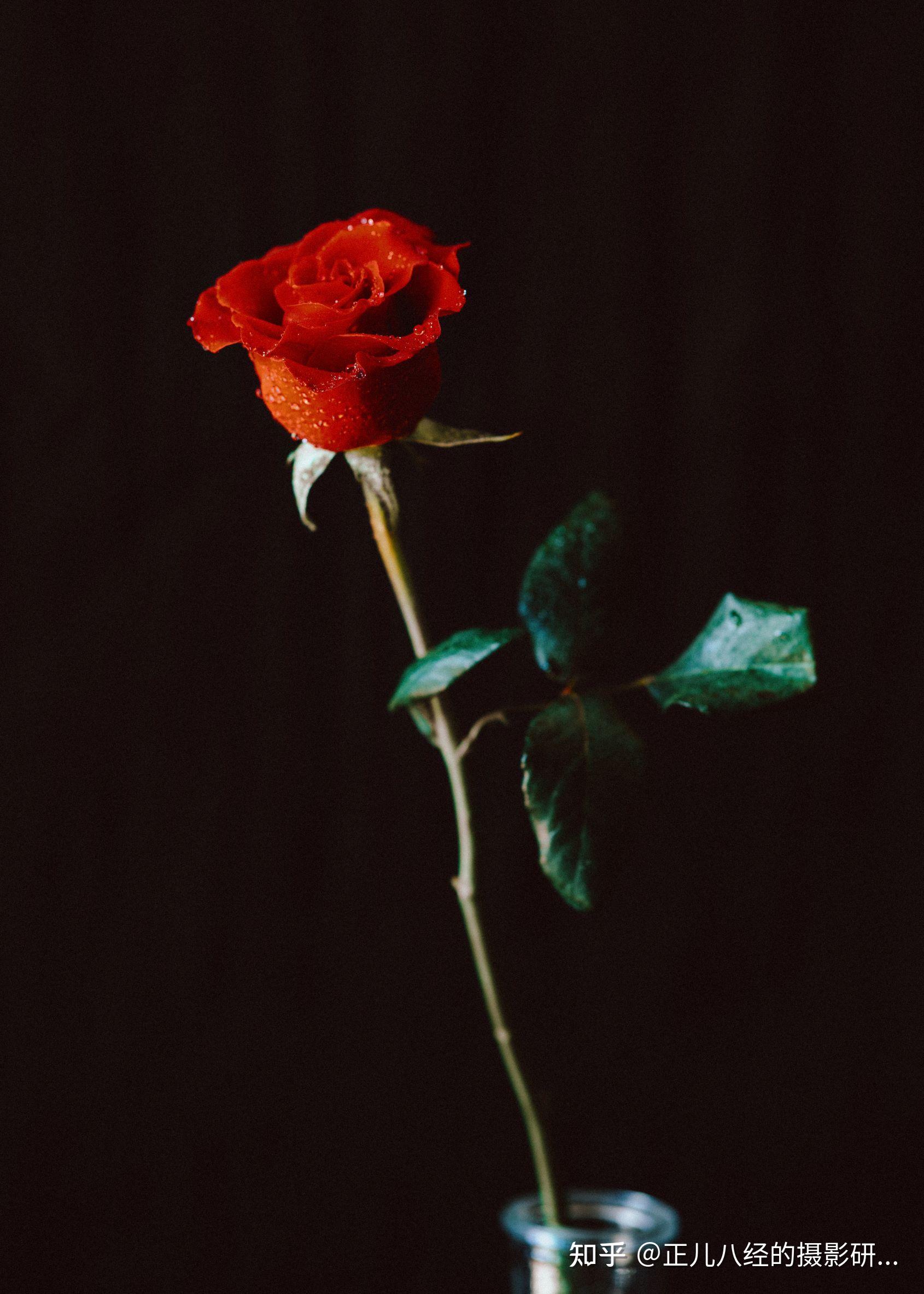 玫瑰图片分享拍摄花是比较锻炼摄影功底的,如果