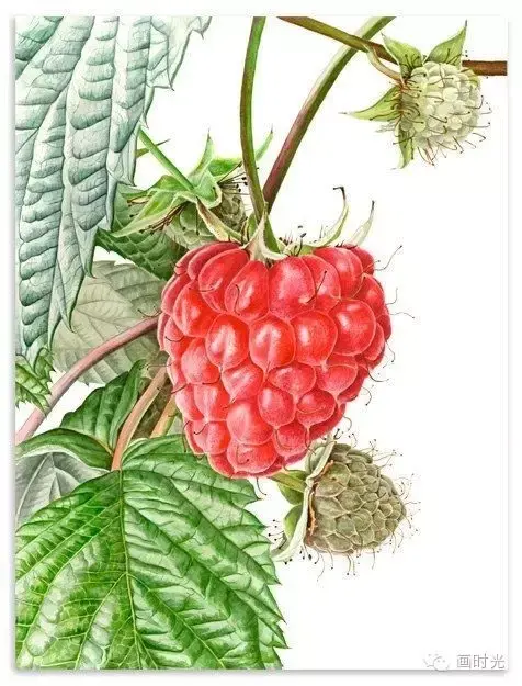 北欧风水彩花卉,拥有森林般的撩人香气