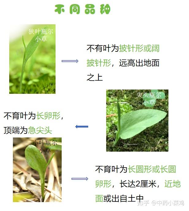 瓶尔小草泡酒图片