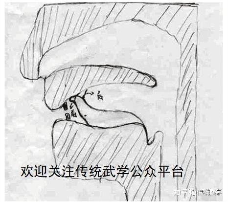 舌顶上颚的位置图片图片