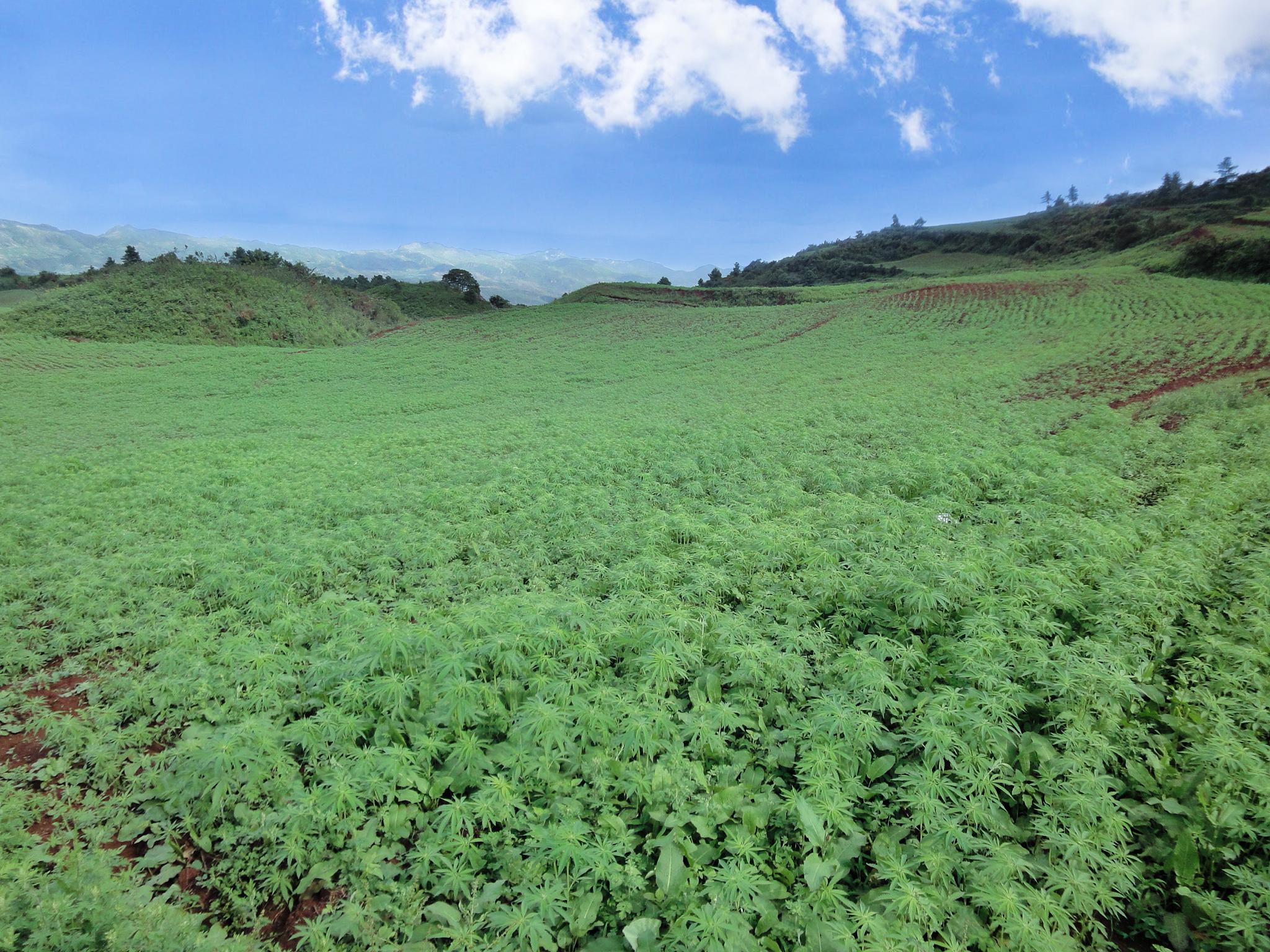 麻王集团工业大麻种植你想知道的都在这里