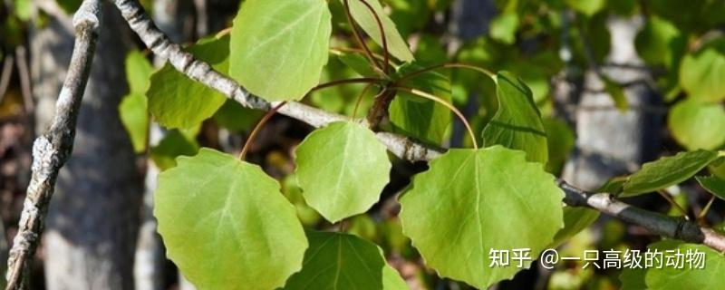 常见植物笔记(五) - 知乎