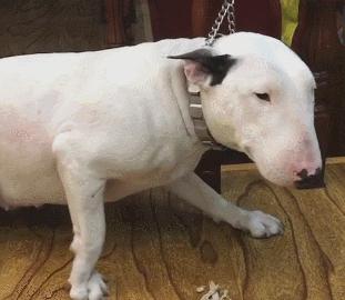 狗狗腿抖,全身抖,做梦抖都是怎么回事?这些原因要注意!