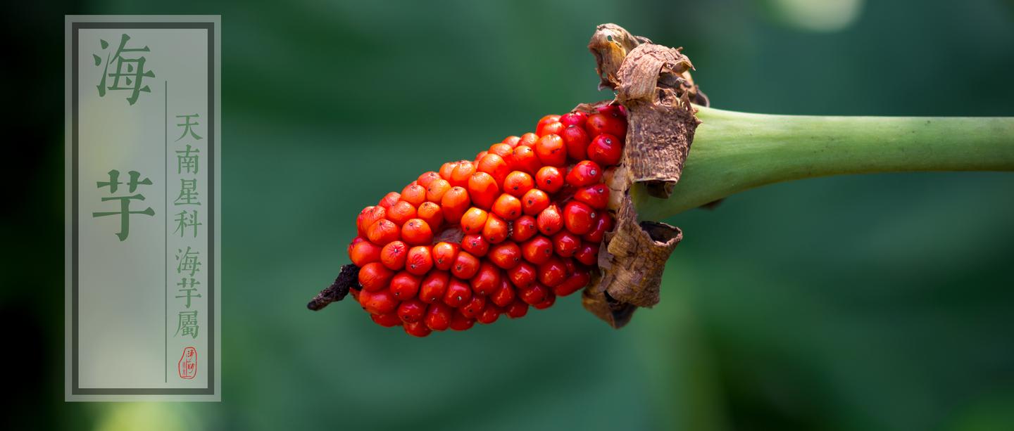 植物园之行第十一季海芋