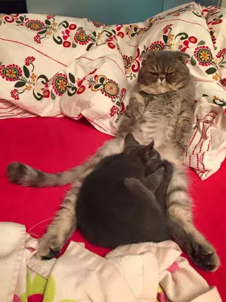 猫咪开车喵呜污污污污污