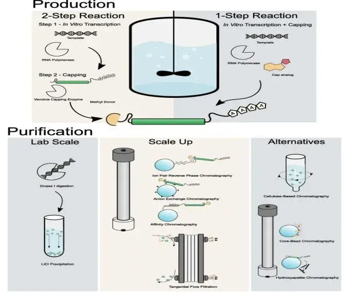图2 mrna疫苗生产和纯化步骤示意图mrna的产生可以通过使用capping