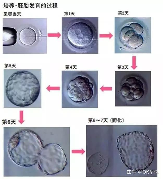 三天到六天的胚胎,但胎儿的整个生长发育要十月怀胎才能瓜熟蒂落,第