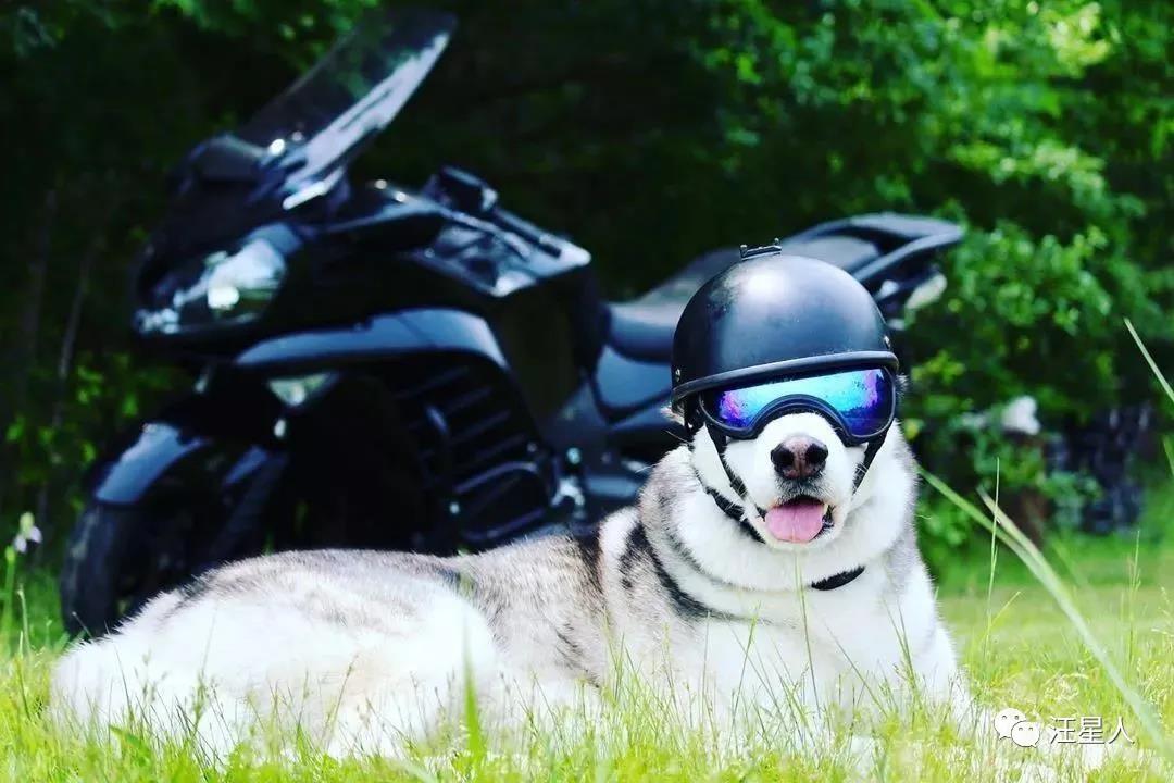 戴头盔的哈士奇帅爆全网,没想都露出真容后