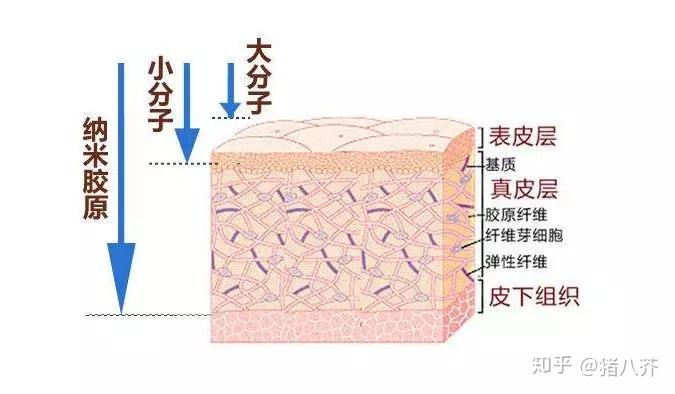 真皮可以分为浅层的乳头层及深层的网状层,主要由胶原纤维和弹力纤维